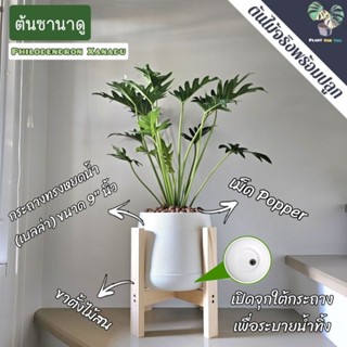 🌿ต้นซานาดู (Philodendron Xanadu) (ต้นไม้ฟอกอากาศ) ต้นสูง 60-…