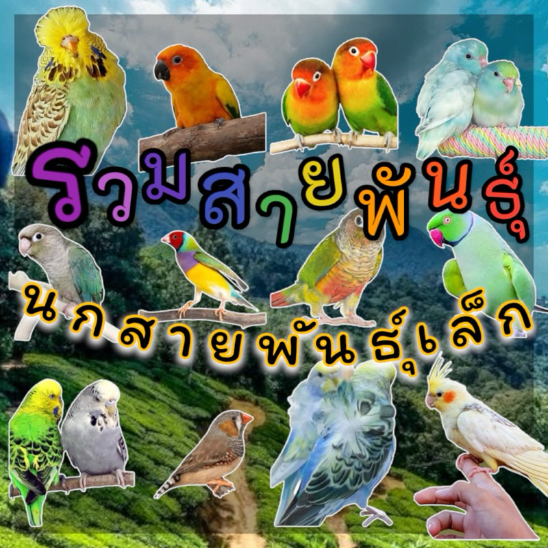 ไข่เชื้อนกแก้ว รวมสายพันธุ์ เจ้านกน้อยน่ารัก ตัวเล็กเลี้ยงง่าย ฝึกพูด ฝึกร้องเพลง เลียนเสียงได้ อาหารนก