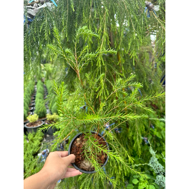 ต้นทรีทีออยล์ Tree tea oil ใบมีกลิ่นหอม กระถาง5นิ้ว 25cm