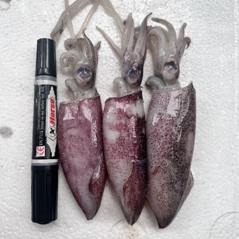 หมึกกล้วยไข่ ไซส์20-30ตัว/โล แบ่งขายกล่องละ500 กรัมและ1กิโลกรัมมีประมาณ10-15ตัวต่อกล่อง - รูปที่ 3