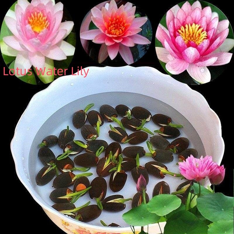20เมล็ด เมล็ดบัว บัวจิ๋ว Lotus คละสี ดอกใหญ่ เมล็ดพันธุ์ Home Garden Seedsบัวดอกบัว ปลูกบัว เม็ดบัว สวนบัว บัวอ่าง