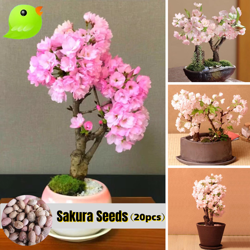 ปลูกง่าย ปลูกได้ทั่วไทย ของแท้ 100% 10 เมล็ด เมล็ดซากุระญี่ปุ่น Japanese Sakura Seeds