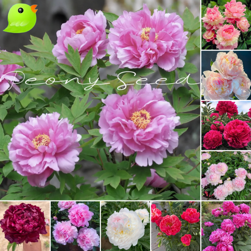 ประเทศไทย พร้อมสต็อก ปลูกง่าย พีโอนี่ เมล็ด 5pcs Peony Flower Seeds ต้นบอนสีทุกสี เมล็ด บอนสีสวยๆ เมล็ด Flower Seeds