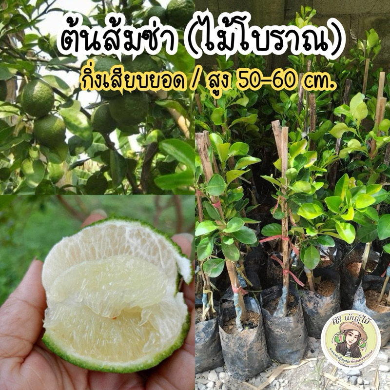 ต้นส้มซ่า(ไม้โบราณ) กิ่งเสียบยอด/สูง50-60ซม. ต้นแข็งแรงพร้อมปลูก