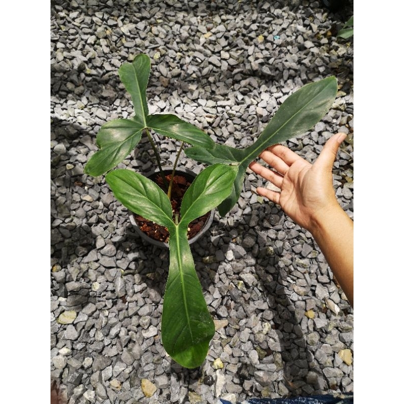 ฟิโลเดนดรอน 69686 philodendron​ 69686 ไม้สะสมรูปทรงใบสวย