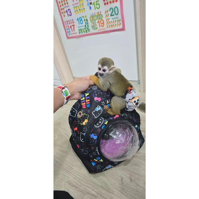 กระเป๋าพกพาสัตว์เลี้ยง Bubble Buddy ไซส์ 2XL สำหรับบุชเบบี้ ชูการ์ไกลเดอร์ มาโมเสท ลิงกระรอก เมียร์แคท ชินชิล่า ฯลฯ