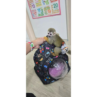 กระเป๋าพกพาสัตว์เลี้ยง Bubble Buddy ไซส์ 2XL สำหรับบุชเบบี้ …