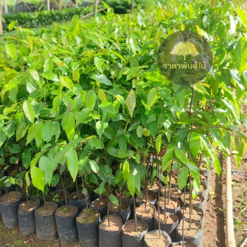ตะเคียนทอง ราดเชื้อเห็ดรวม  ต้นแข็งแรง สูง 25-30 ซม.