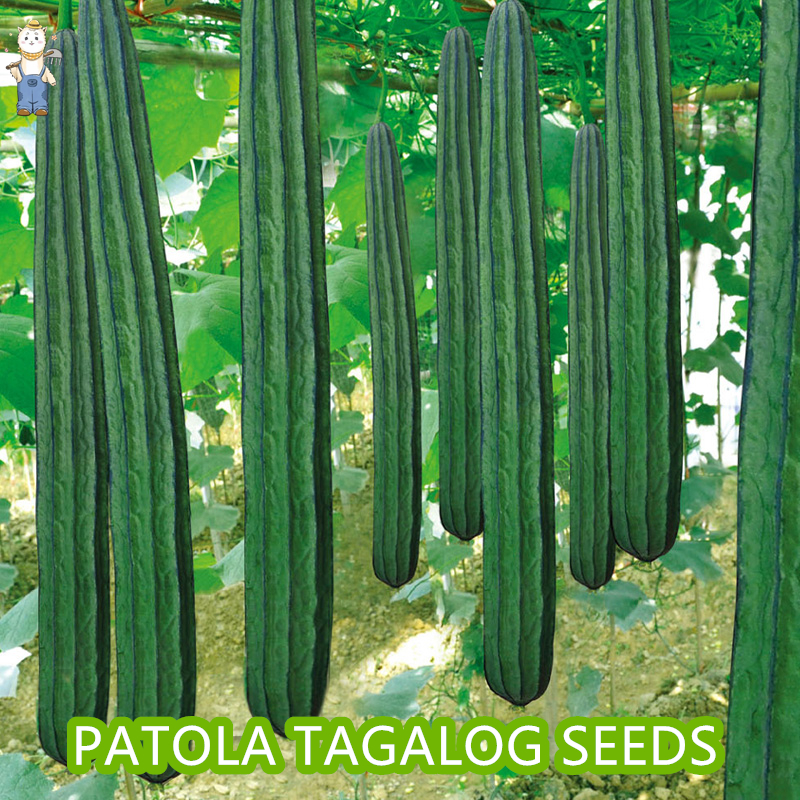 ปลูกง่าย ปลูกได้ทั่วไทย (20เมล็ด/ซอง) มล็ดพันธุ์บวบเหลี่ยม High Yield Patola Tagalog Seeds for Planting