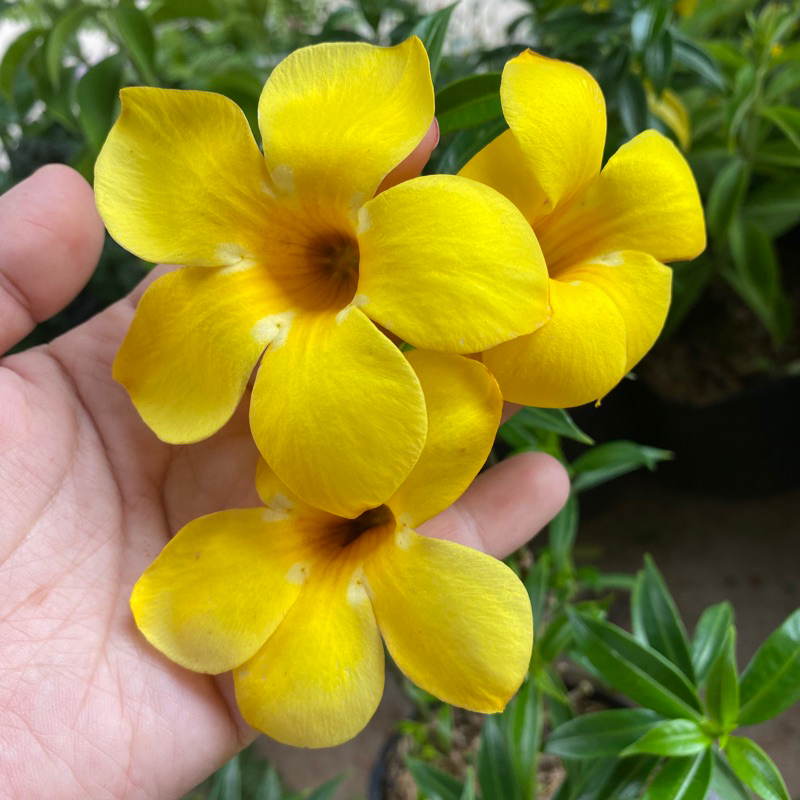 บานบุรีแคระ ดอกสีเหลือง ทนแล้ง ไม้พุ่มตกแต่งสวน เลี้ยงง่ายมาก ตัดแต่งพุ่มได้ (ส่งแบบถุง) ต้นบานบุรี สีเหลือง