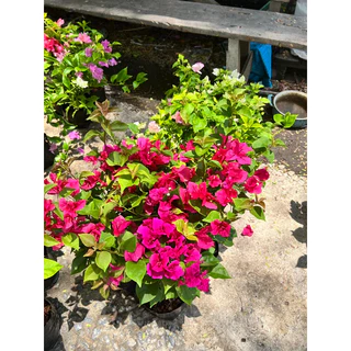 ต้นเฟื่องฟ้า ดอกเฟื่องฟ้า ถุงดำ 4นิ้ว ความสูง 30-40 ซม. ทนแดด ออกดอกง่าย #Bougainvillea
