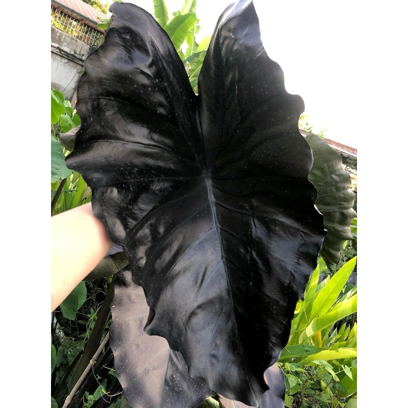 โคโลคาเซียดาร์คบัตเตอร์ไฟ(Colocasia Darkbutterfly)ไม้ฟอกอากาศ ไม้มงคล บอนสีไม้ประดับไม้แต่งสวนราคาถูกสุดๆไม้ด่างไม้หายาก