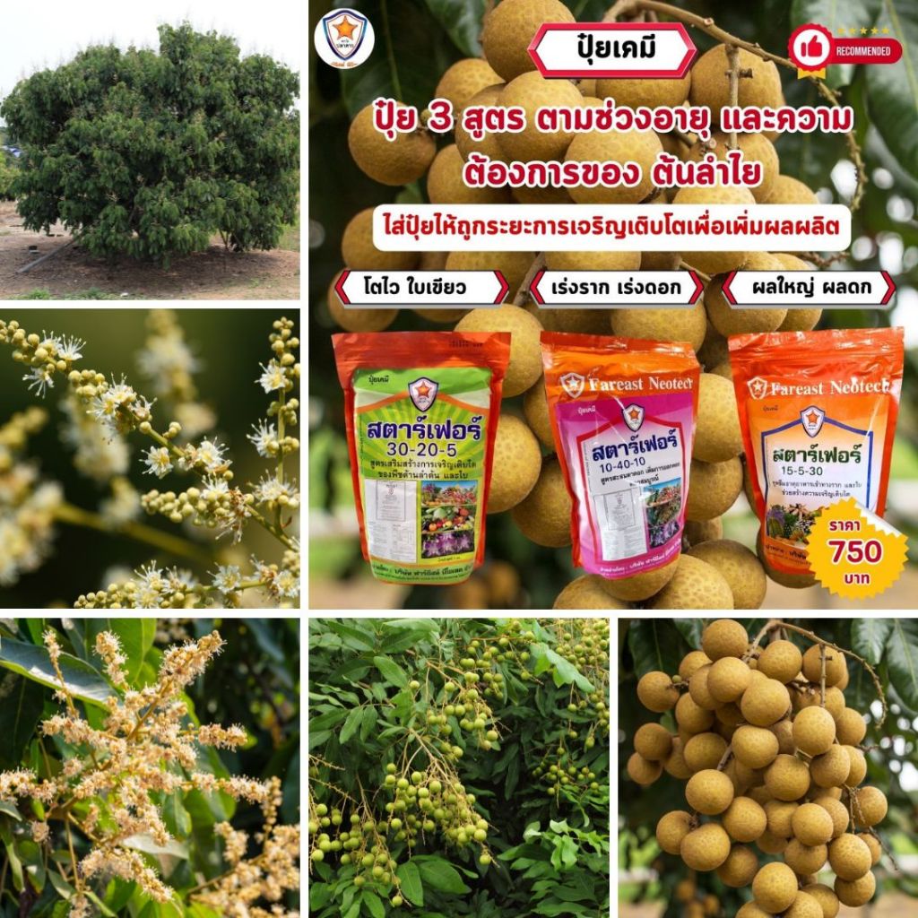 ปุ๋ยลำไย สตาร์เฟอร์ 3 สูตร ครบทุกความต้องการสำหรับต้นลำไย เร่งโต ใบเขียว เร่งราก เร่งดอก ผลใหญ่ ดกเต็มต้น ราคา ถูกที่สุด ดีลบีเคเค แกลเลอรีภาพที่ 6