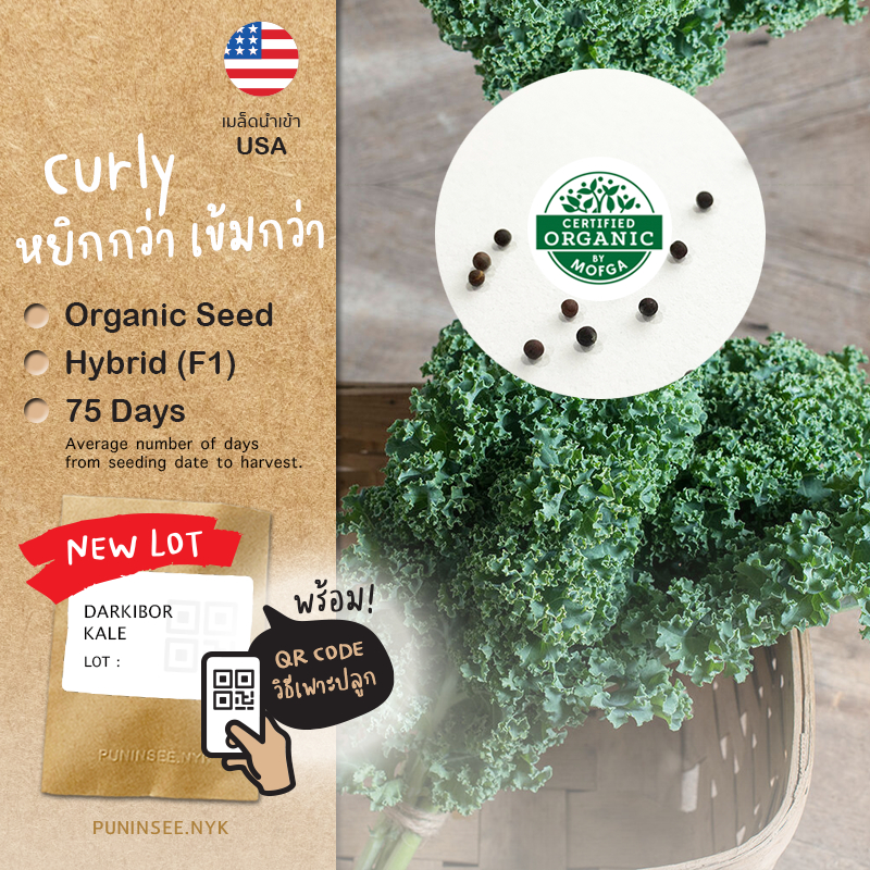 เมล็ดผักนำเข้า เคลใบหยิก Curly Kale (Organic Seed) สายพันธุ์ดี คะน้าเคล ผักเคล จากสหรัฐอเมริกา USA