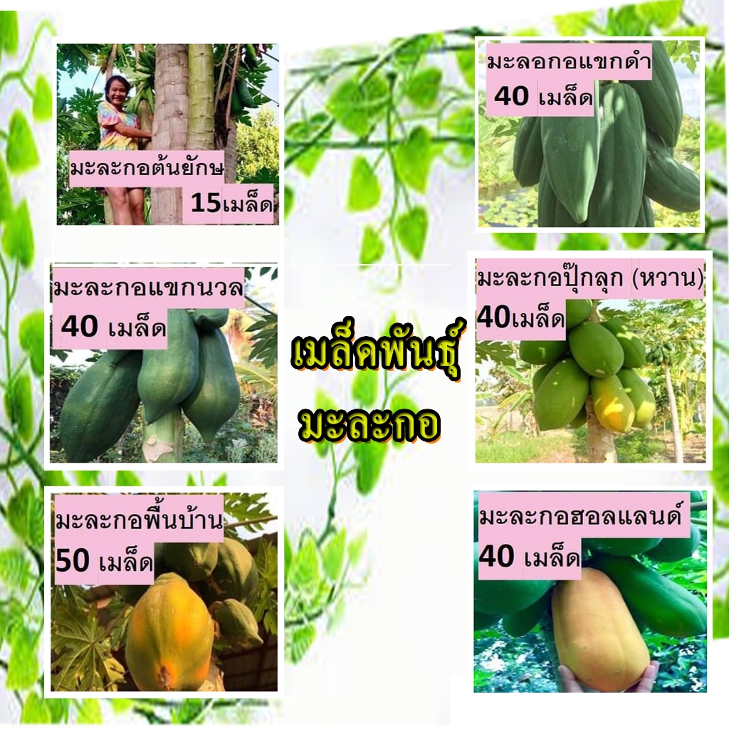 มะละกอพื้นบ้าน สวนแทนใจไร่ดอกเหงื่อ เมล็ดพันธุ์ ปลูกต่อได้