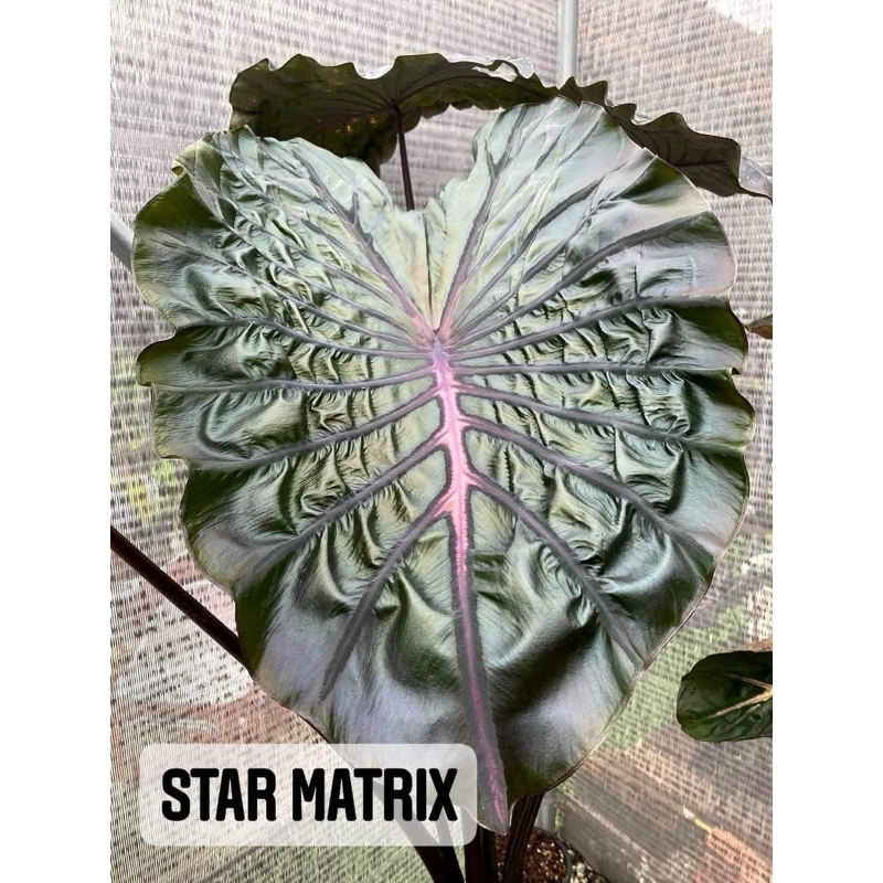 โคโลคาเซียสตาร์แมททริค(Colocasia StarMartix)ไม้ฟอกอากาศ ไม้มงคล บอนสี ไม้ประดับ ไม้แต่งสวน ราคาถูกสุดๆ ไม้ด่าง ไม้หายาก