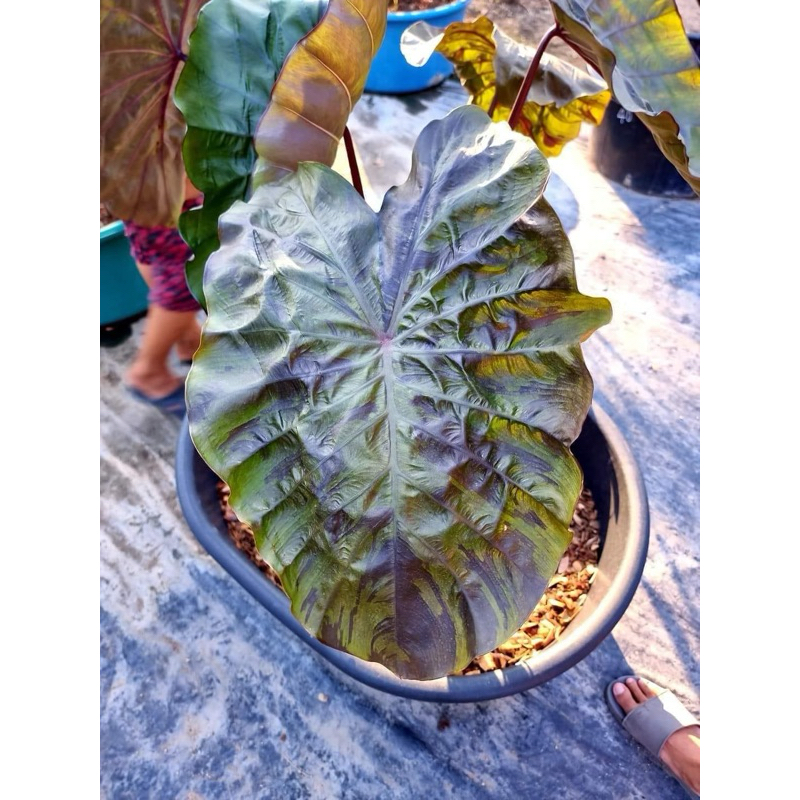 โคโลคาเซียวินเทอร์โซเยอร์(Colocasia WinterSolider)ไม้ฟอกอากาศ ไม้มงคล บอนสีไม้ประดับไม้แต่งสวนราคาถูกสุดๆไม้ด่างไม้หายาก