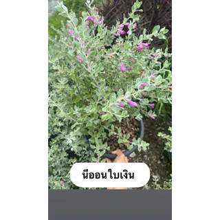 ☀️ทนแดดดอกสวย🪻นีออน ใบเงิน Leucophyllum frutescens ต้นไม้ใบสวย ดอกสวยเลี้ยงง่าย ออกทั้งปี