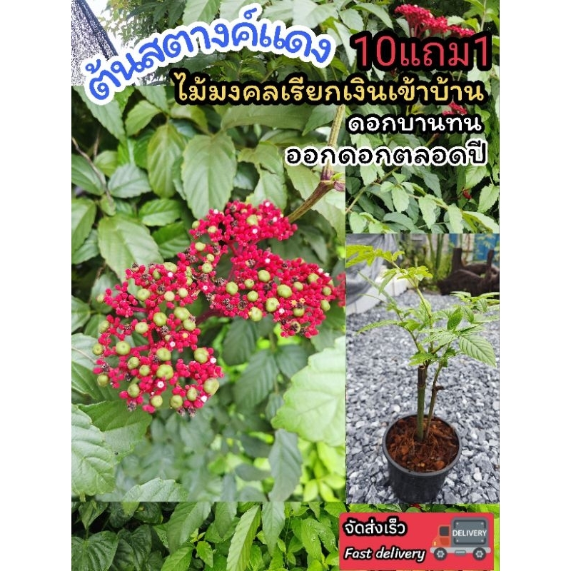 ต้นสตางค์แดง ต้นกะตังใบ ต้นไม้มงคลเสริมด้านการเงิน สมุนไพรไทย ต้นกล้า เมล็ดพันธุ์ กิ่งตอน ปุ๋ย ดิน กระถาง ผักสลัด สวนครั