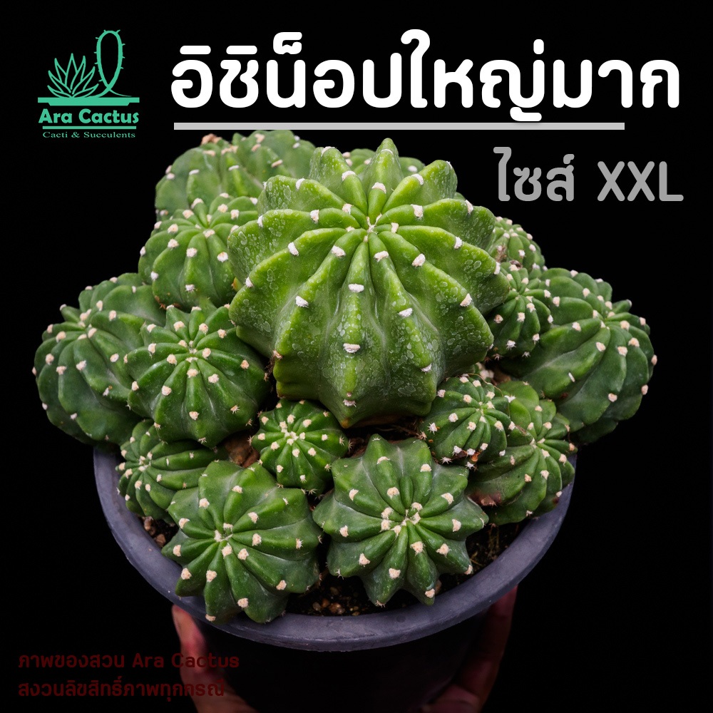 ใหญ่เว่อร์วัง! อิชิน็อปฟอร์มกอใหญ่มาก Echinopsis subdenuata ไซส์กระถาง 12 นิ้ว แคคตัส กระบองเพชร