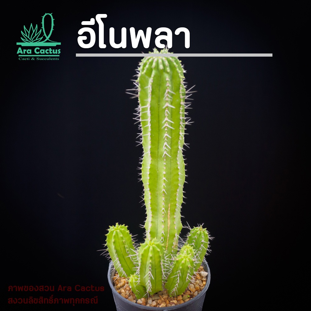 สวนขายเอง! ยูโฟเบีย Euphorbia enopla ฟอร์มกอ ไซส์กระถาง 3 นิ้ว แคคตัส กระบองเพชร ต้นไม้ประดับ อวบน้ำ แคนตัส