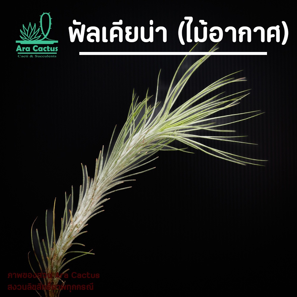 สวนขายเอง! พืชอากาศ ทิลแลนเซีย Tillandsia funckiana ไม่ต้องใช้ดิน ไม้อวบน้ำ ไม้ประดับ ไม้ฟอกอากาศ – โปรปัง