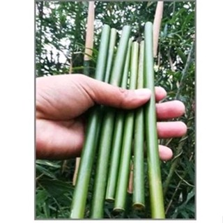 หลอดไม้ไผ่💥หลอดไม้แห้งและไผ่ดิบ💥 ไม้ไผ่แท้100%ตัดสดๆจากสวนตา…