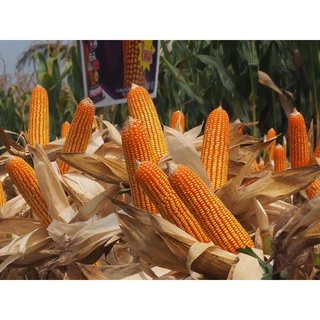 เมล็ดพันธุ์ข้าวโพด ซีพี เอ็ม-26 (3.5หุน) *ขนาด 10 กก. ฝักใหญ่ ยืนต้นดี สีได้เนื้อ เหมาะปลูกที่ลุ่ม ทนนํ้าขัง