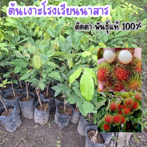 ต้นเงาะโรงเรียนนาสาร (ต้นพันธุ์ติดตา)ต้นเงาะโรงเรียนนาสารสายพันธุ์แท้ 100% ต้นพันธุ์พร้อมปลูก