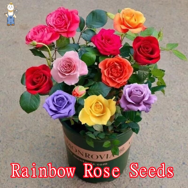 ปลูกง่าย ปลูกได้ทั่วไทย บอนสี 100 เมล็ด เมล็ดบอนสี  บอนสีหายาก ต้นไม้ประดับ ไม้ประดับ Colorful Rainbow Rose Flower Seeds