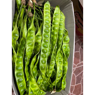 สะตอข้าว กรอบ อร่อย ไม่ฉุน คัดทุกฝัก สะตอภาคใต้
