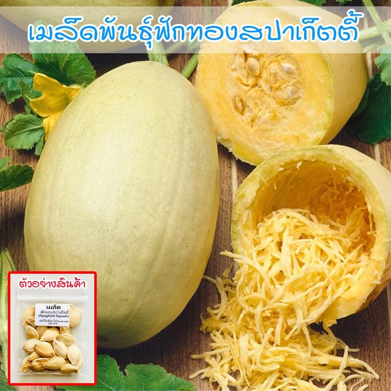 ฟักทองสปาเก็ตตี้ Spaghetti Squash เมล็ดพันธุ์ 3-7 เมล็ด ปลูกง่าย โตไว (ซื้อ 10 แถม 1 คละได้)