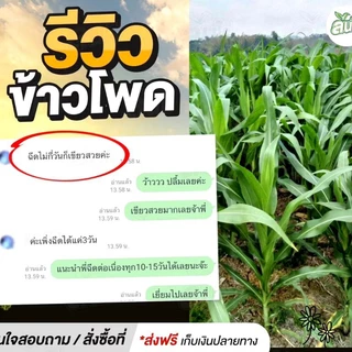ล้นไร่” ซองเดียวครบ จบทุกปัญหา ประหยัดปุ๋ยได้ถึง 50% เพิ่มกำไร