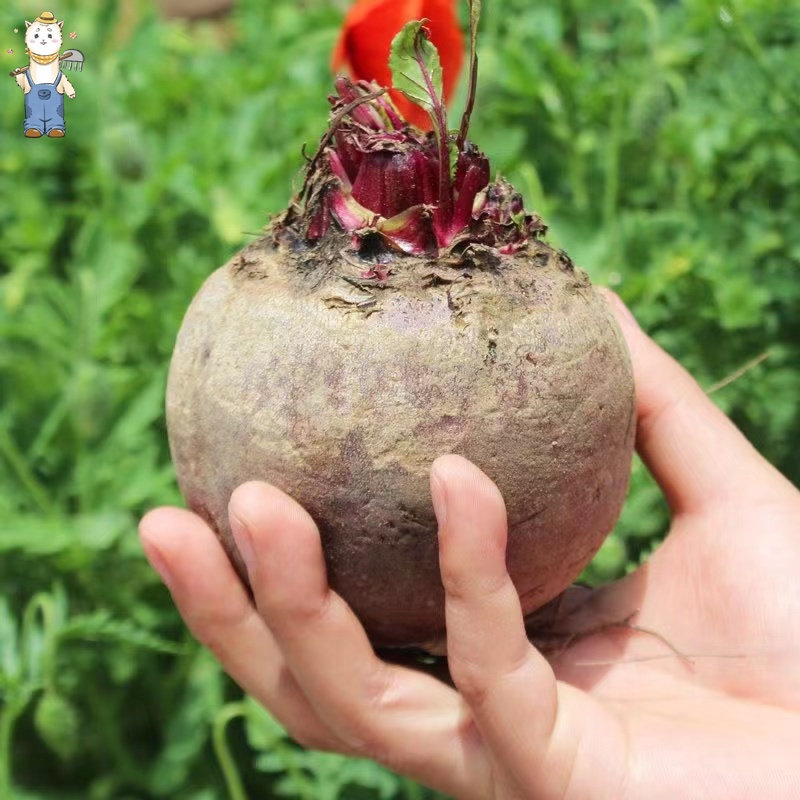 เมล็ดพันธุ์อินทรีย์ ปลูกกลางแจ้ง (50เมล็ด) เมล็ดพันธุ์ บีทรูท ปลูกง่าย อัตราการงอกสูง Giant Dark Red Beets Seeds - รูปที่ 4