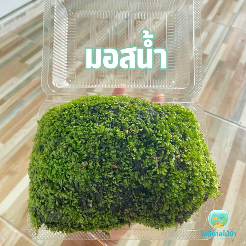 มอสน้ำ มอสน้ำสวย มอสสด ใช้สำหรับตกแต่งตู้ปลา #มอสน้ำ #มอสสด #มอสตกแต่งตู้ปลา #ตกแต่งตู้ปลา #มอสสวยๆ
