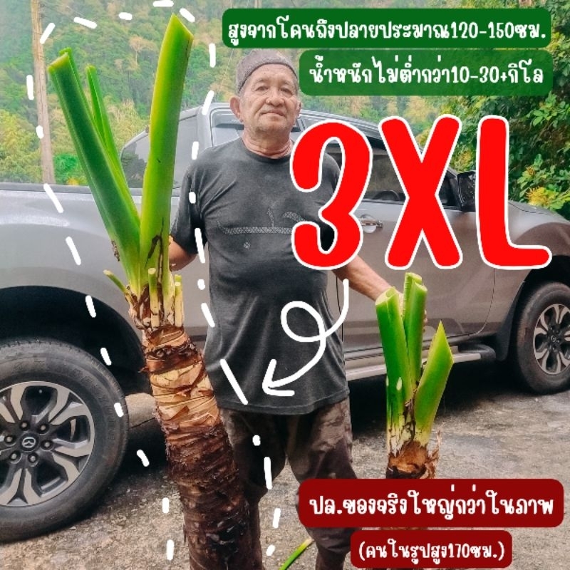 บอนกระดาดเขียว ขนาด3XL (ใหญ่สุดเท่าที่จะส่งได้)