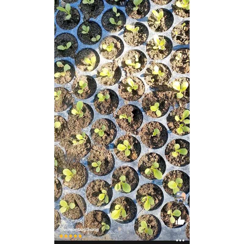 เมล็ดพันธุ์ เบบี้กรีนคอส 100 เมล็ด [ 10แถม2 ]คละได้ - รูปที่ 3