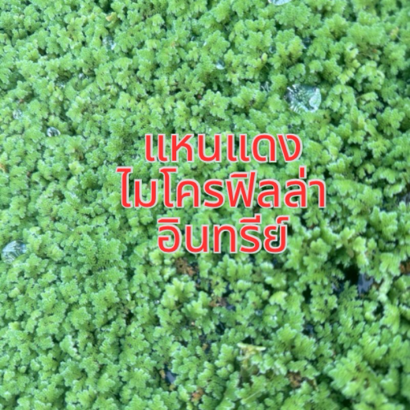 แหนแดงไมโครฟิลล่าแหนแดงเกษตร