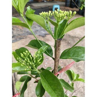 ต้นหอมเจ็ดชั้น(Tarenna wallichii) ดอกหอมไกลหอมสดชื่น ดอกออกตลอดปี