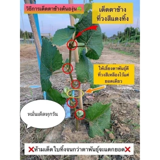 ประกันความแท้ พร้อมส่ง1-5วัน ป่า7แถม1 ติดตา5แถม1 8แถม2 10แถม3 15แถม5 ต้นองุ่น​ เป็นแบบกิ่งตอนตอป่าติดตาพันธุ์​