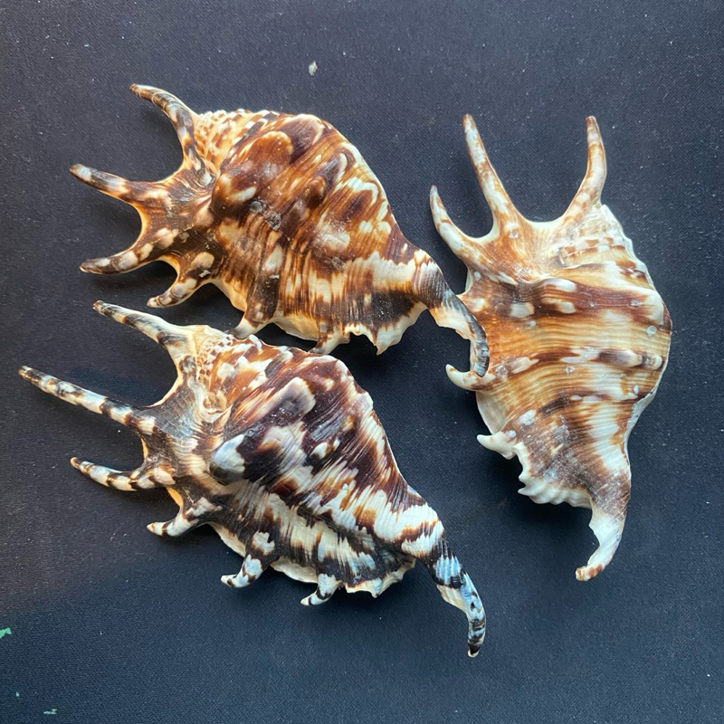 หอยธรรมชาติ หอยสังข์เจ็ดขา QI JIAO seven legged conch shell