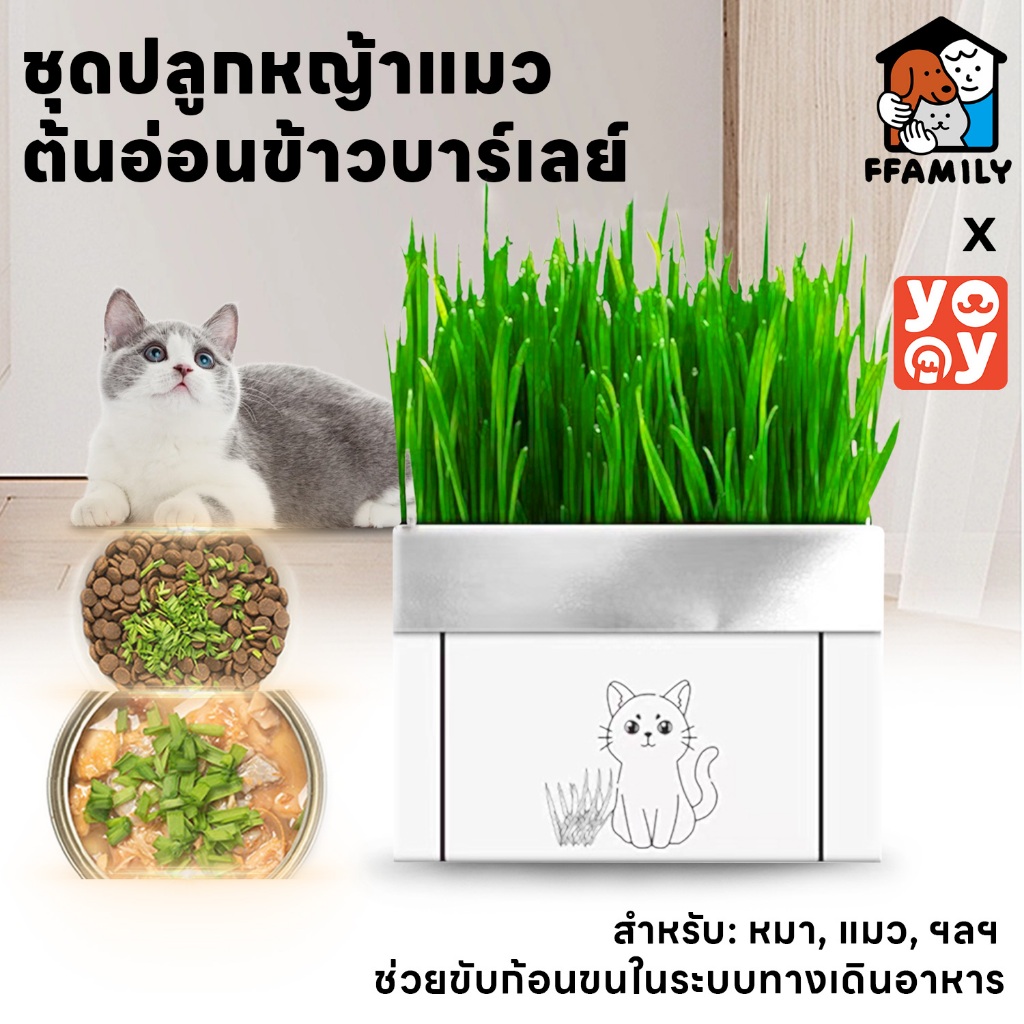 ffamily หญ้าแมว ชุดปลูกข้าวสาลี ชุดหญ้าออร์แกนิคพร้อมปลูก สำหรับ หมา แมว หนู กระต่าย นก และสัตว์กินหญ้าอื่นๆ