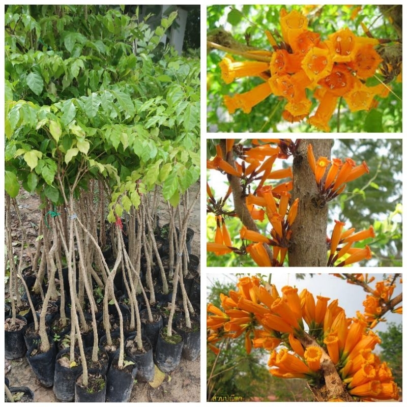 ต้นปีบทอง ต้นกาสะลองคำ สูง 60 - 80 cm ดอกสีส้มสวยมาก