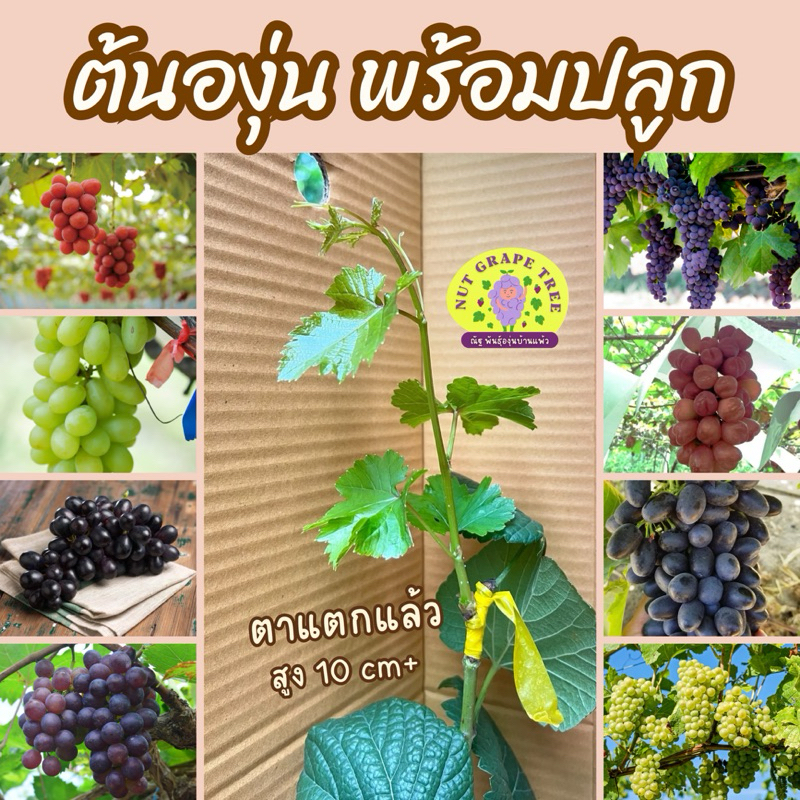 พร้อมส่ง ต้นองุ่นพร้อมปลูก แตกตาแล้ว ไม่ต้องลุ้น ไม่ต้องเพาะ ลงปลูกได้เลย
