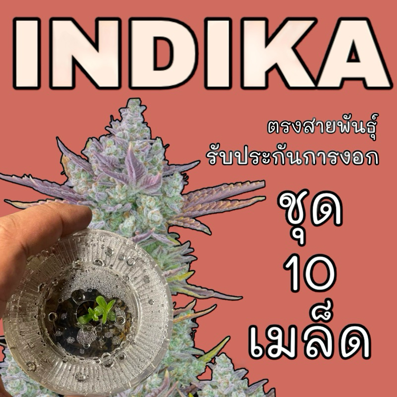 💥1แถม1💥เมล็ดกัญชานอก(เมีย)💥รวมสายพันธุ์อินดิก้า💥คัดพิเศษ รับประกันการงอกและจัดส่ง เมล็ดออโต้ โฟโต้ โ