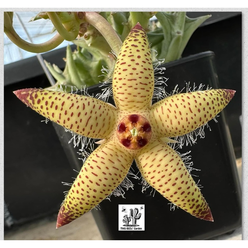 เก๋งจีน orbea maculata ssp. maculata น้องกล้วยหอมทอง