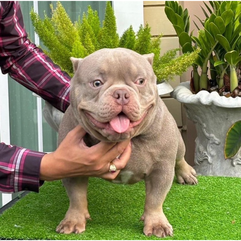 สเปรย์นาโนสุนัขผื่นคันเกาขี้เรื้อนเชื้อรายีสต์ขนไม่เกิดใช้ทุกวันเช้าเย็นโดยไม่ต้องล้างออกสเปรย์สุนัข200ml.หายคันสบายตัว