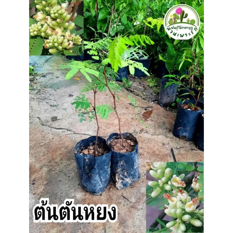 ต้นตันหยง ตันหยง ไม้โบราญหายากดอกหอม