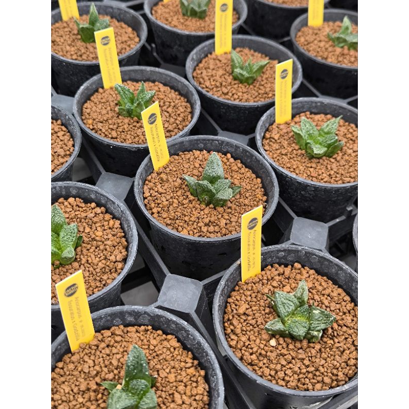 Ariocarpus fissuratus x godzilla ไม้เมล็ด 1.5-2ซม.