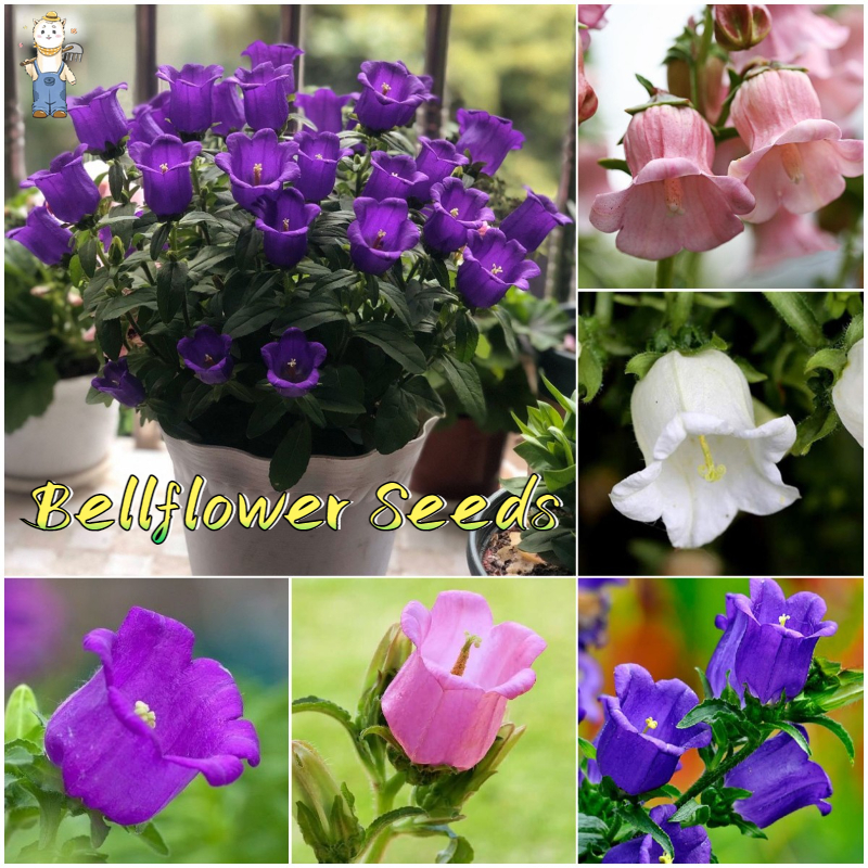 150เมล็ด เม็ดพันธุ์ เบลล์ฟลาวเวอร์ บอนสี บรรจุ สีผสม Bellflower Seeds Flower Seeds ปลูกง่าย อัตราการงอกสูง